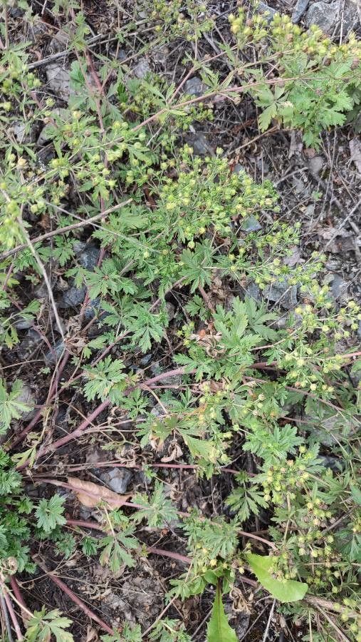 Potentilla tobolensis habit