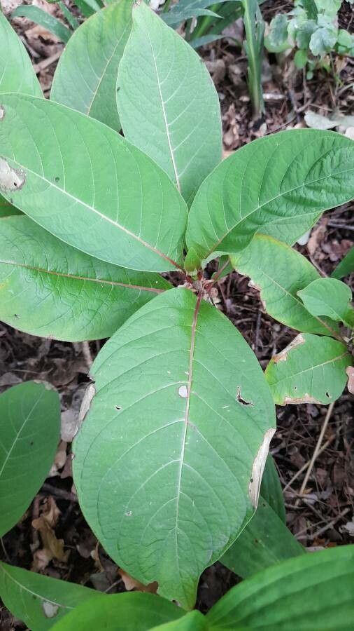 Luculia grandifolia — related species from the same genus
