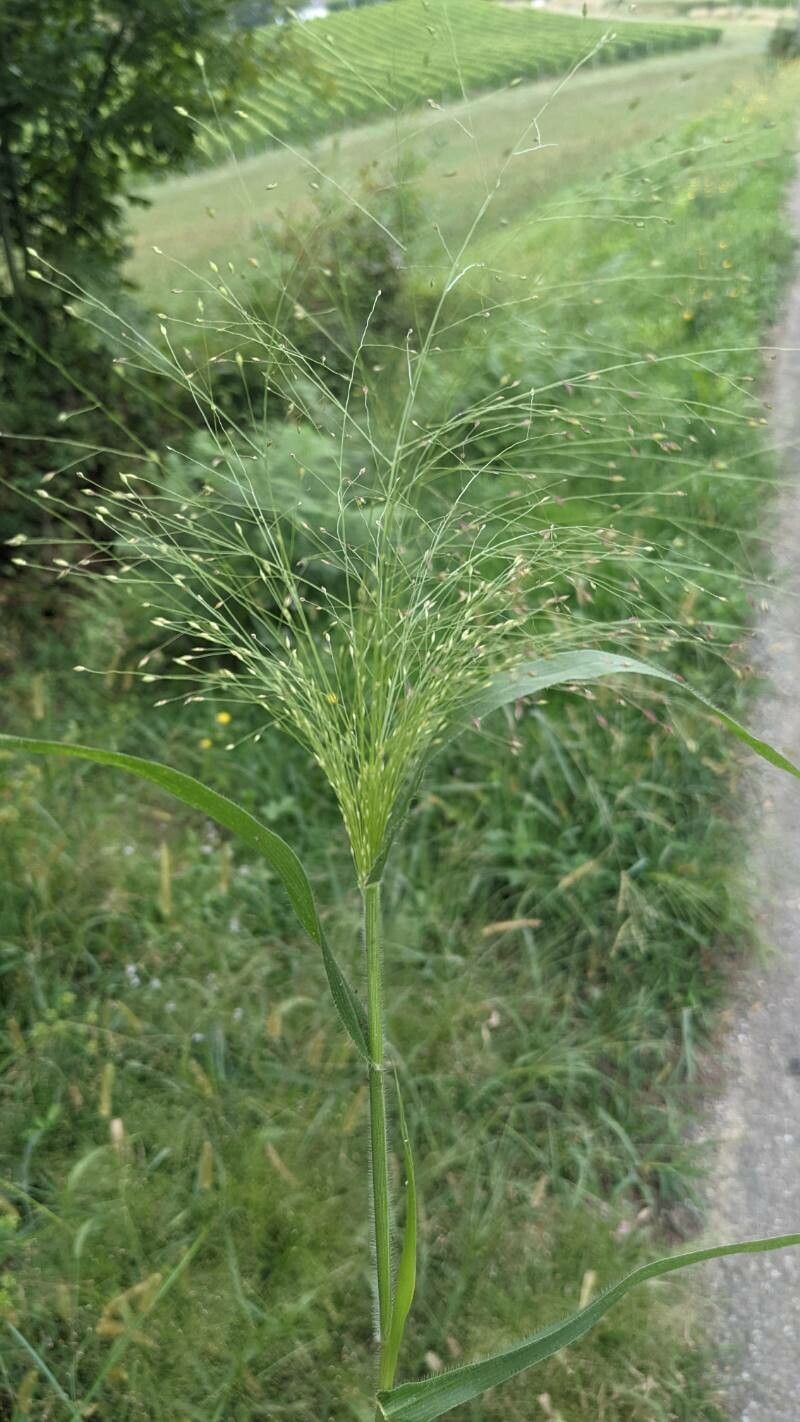 Panicum capillare flower
