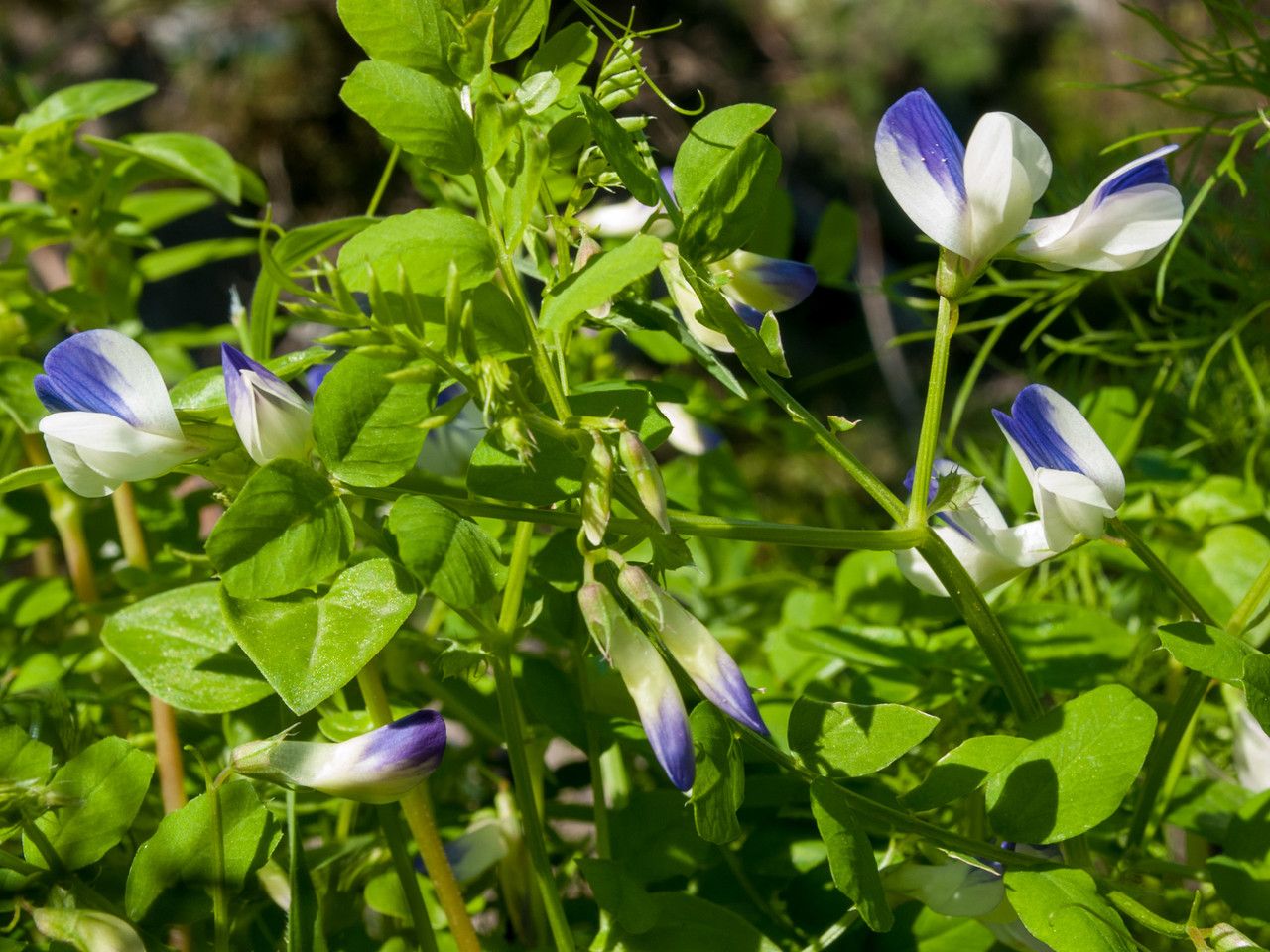Vicia cypria flower