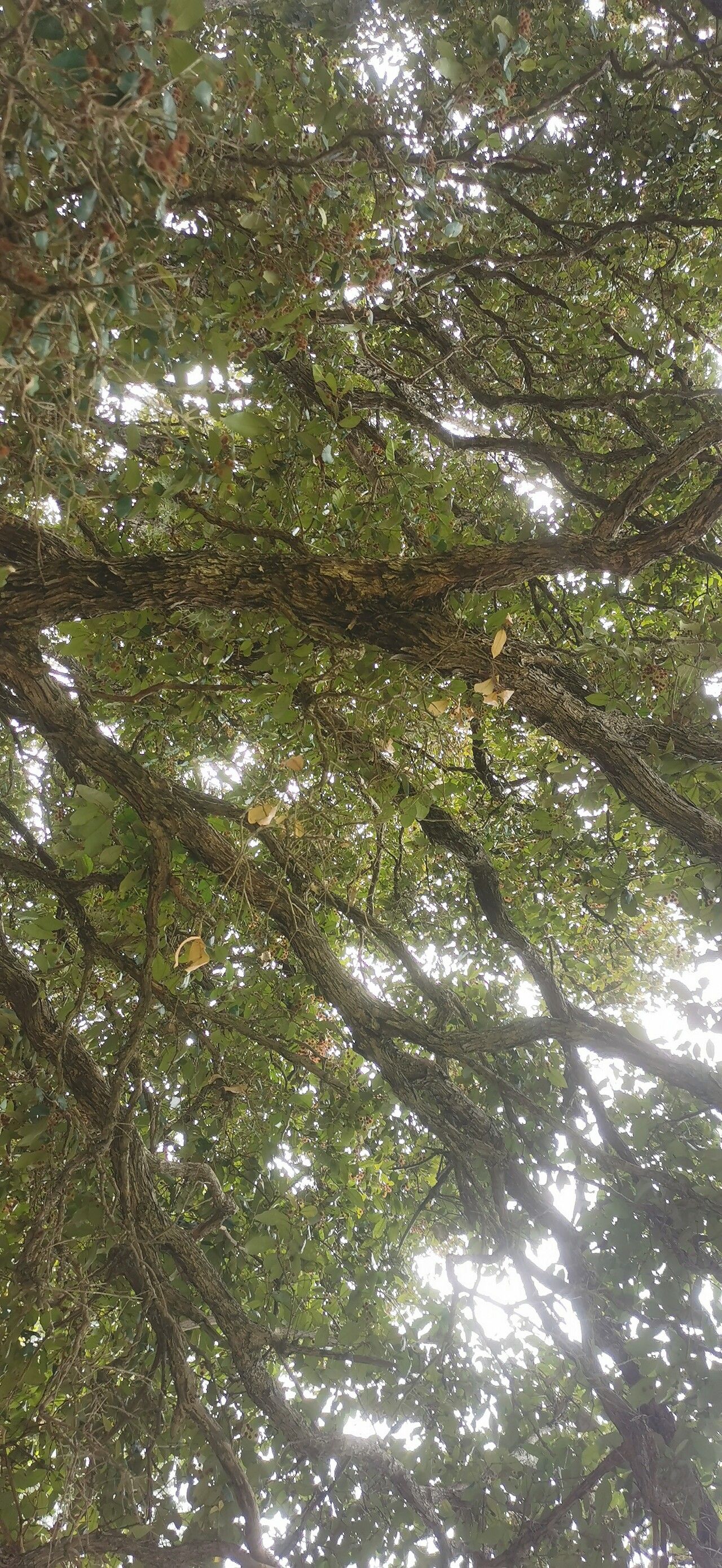 Backhousia leptopetala habit