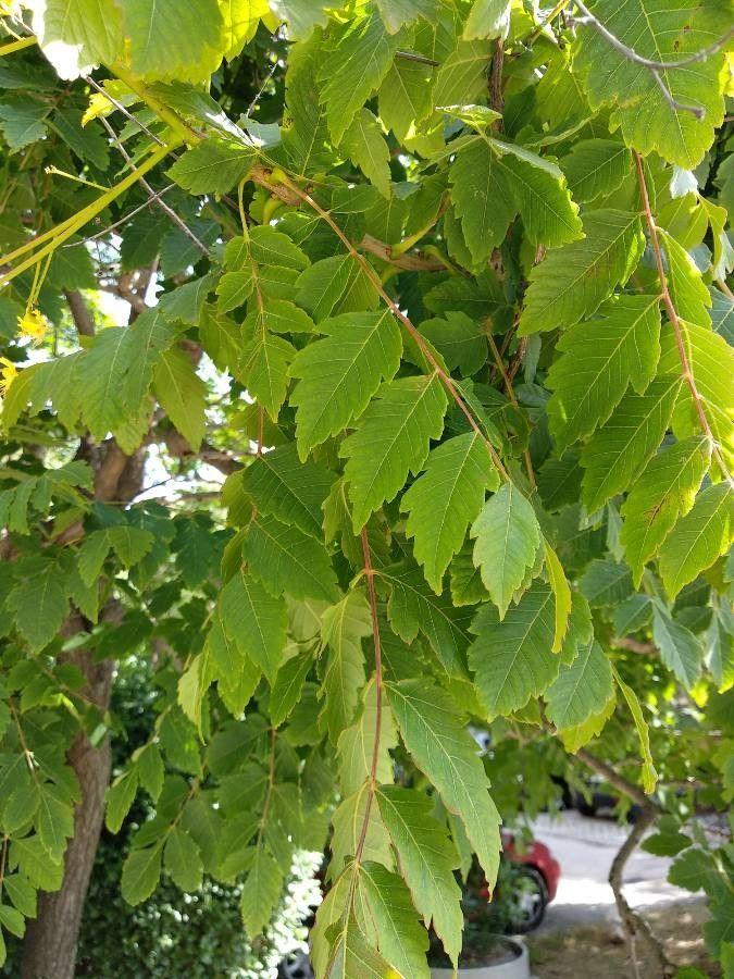 Koeleria albescens — related species from the same genus