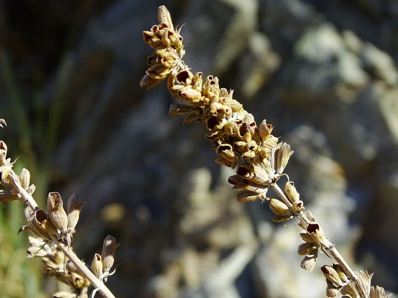 Salvia apiana fruit
