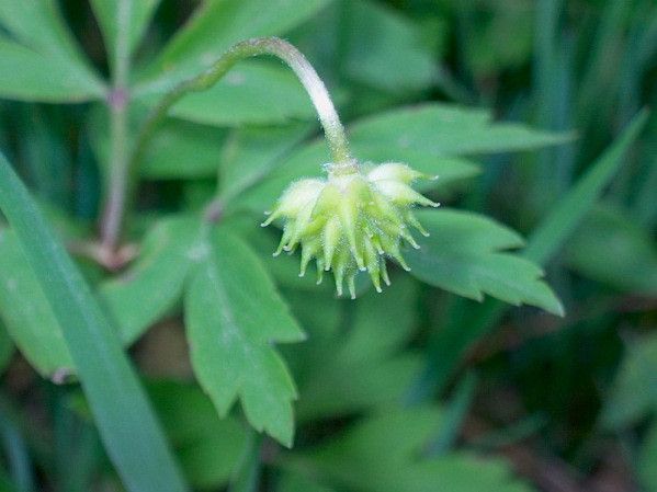 Anemone nemorosa fruit