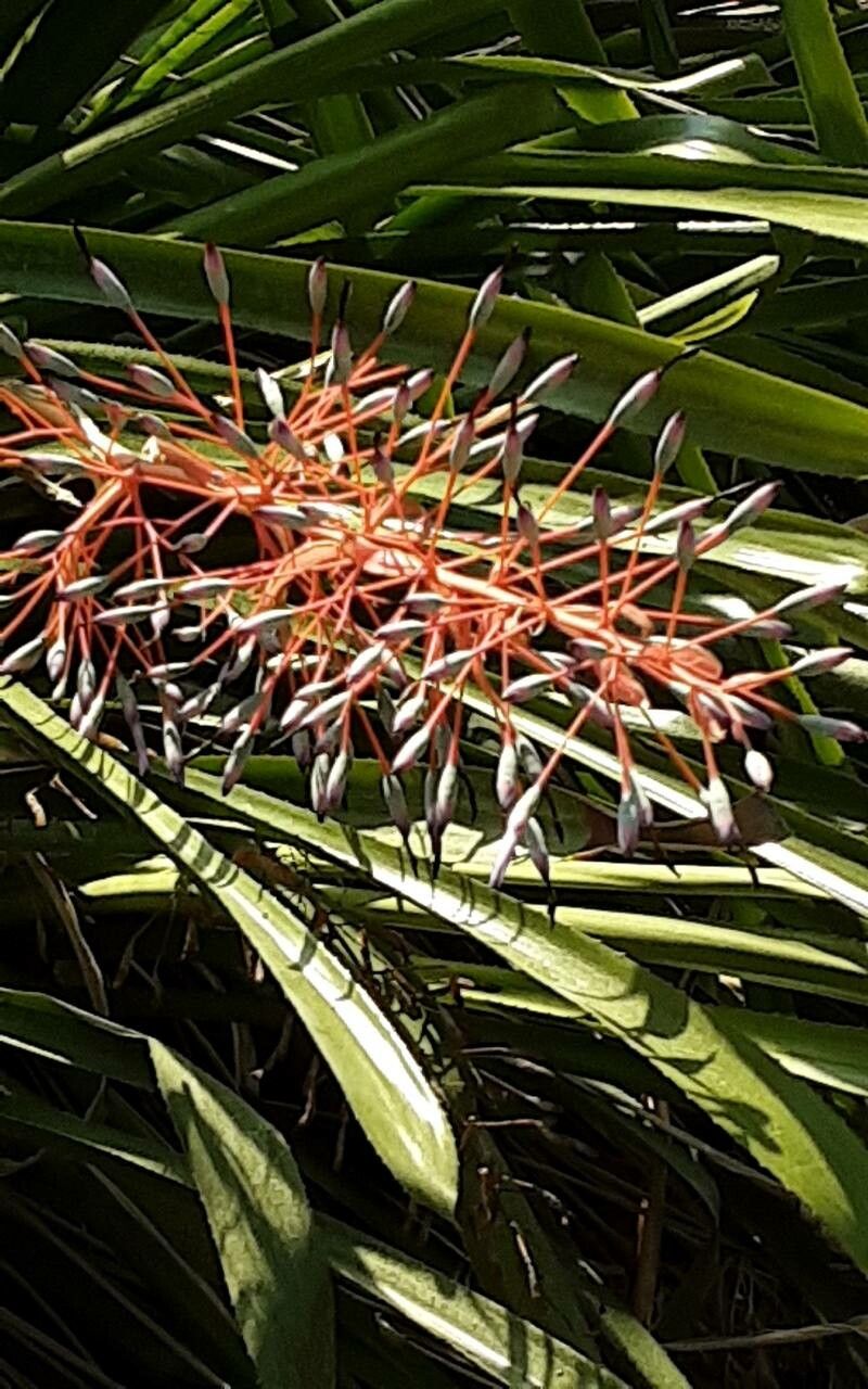 Hechtia argentea flower