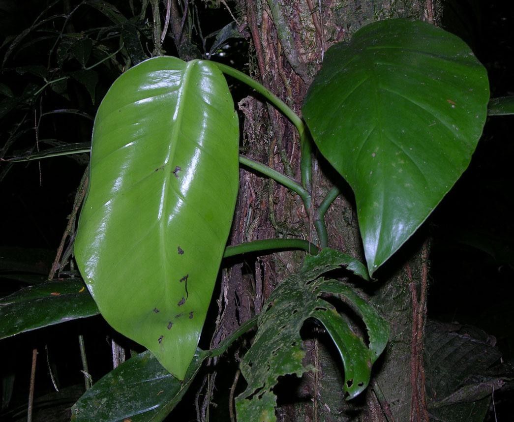 Monstera molinae — houseplant care guide
