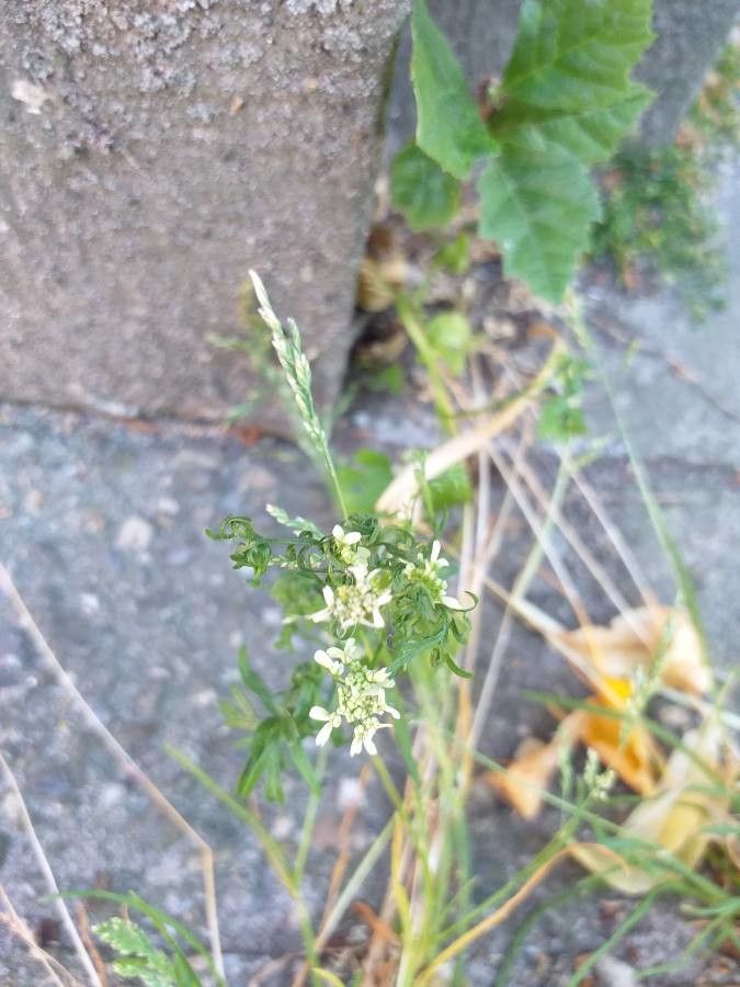 Lepidium ruderale flower