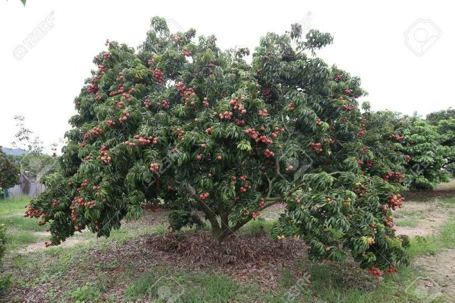 Litchi sinensis habit