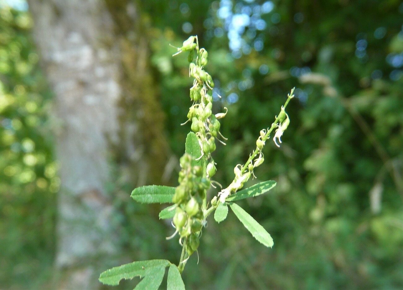 Trigonella officinalis fruit