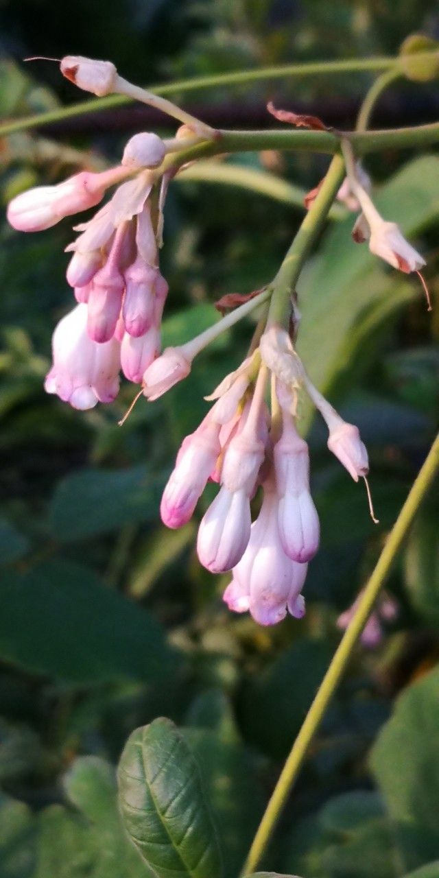 Amalocalyx microlobus flower