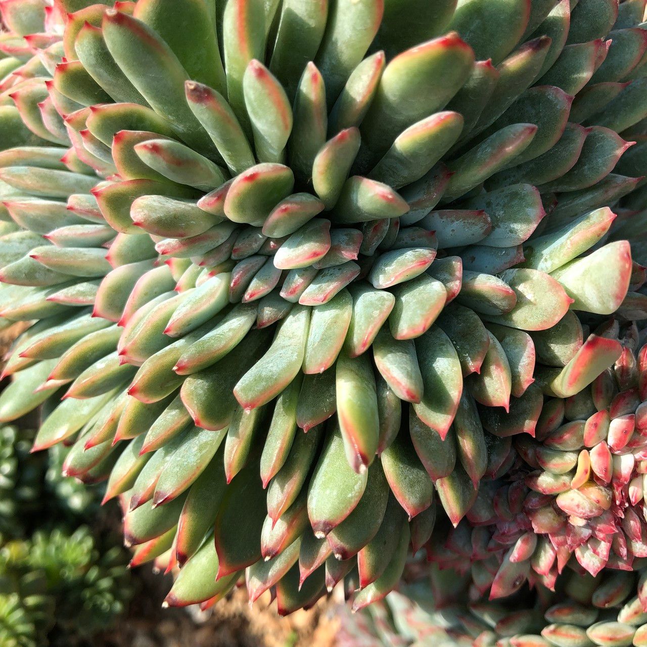 Echeveria cv. 'Apus' fruit