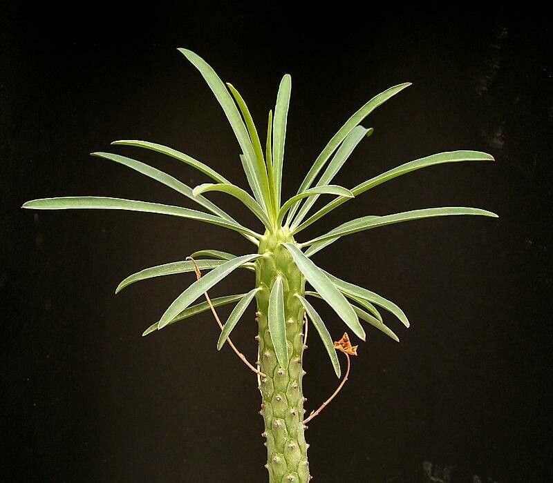 Euphorbia clava leaf