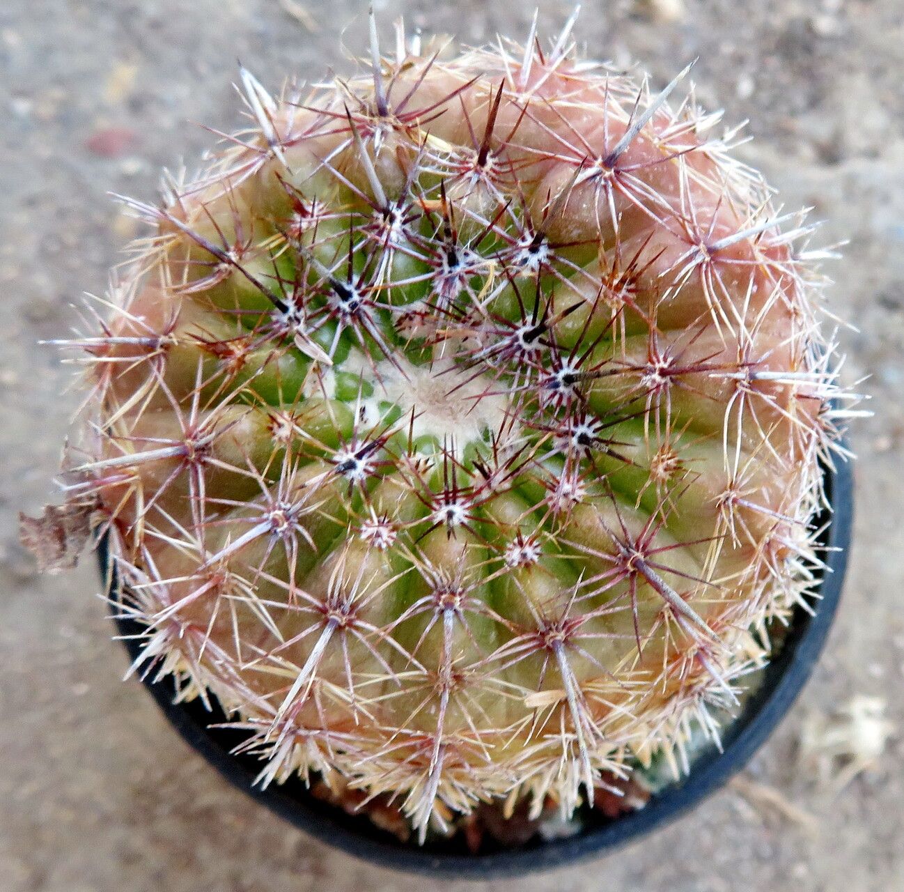 Parodia mueller-melchersii — search result for 'Parodia'
