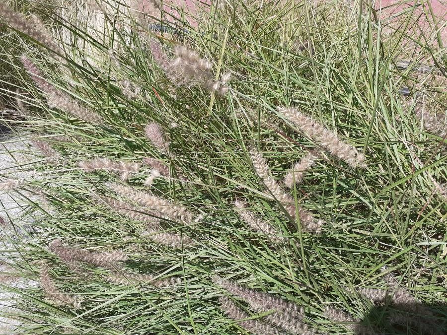 Cenchrus setaceus leaf