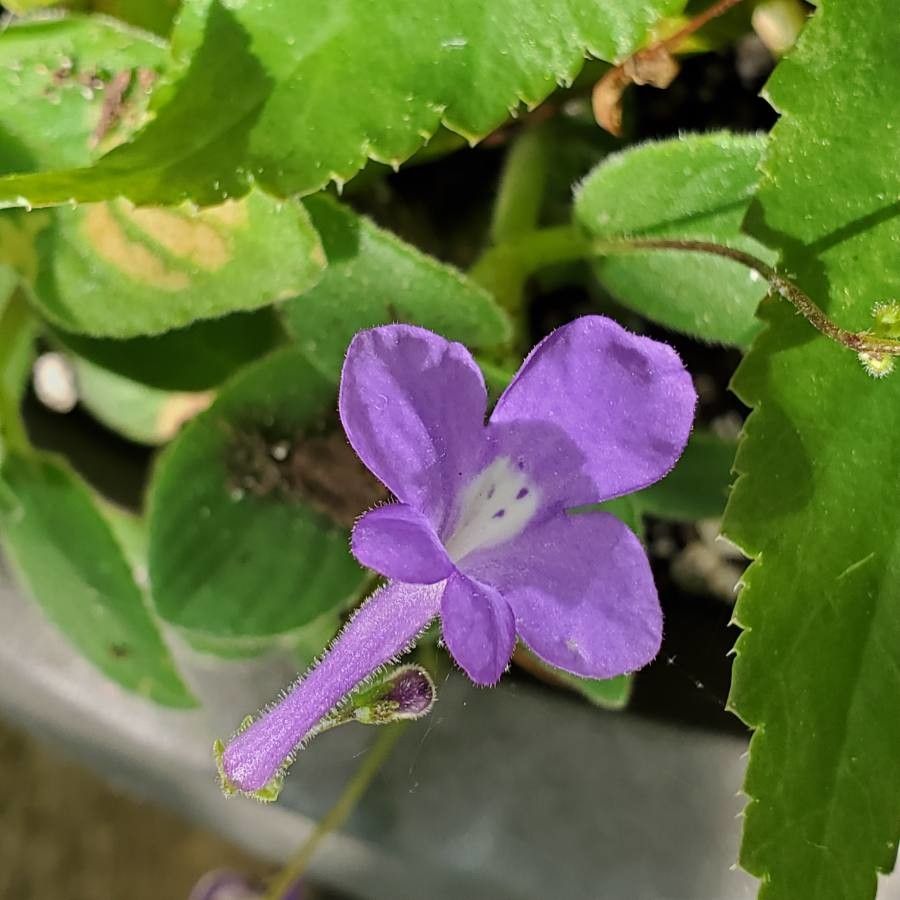 Justicia pilosella flower