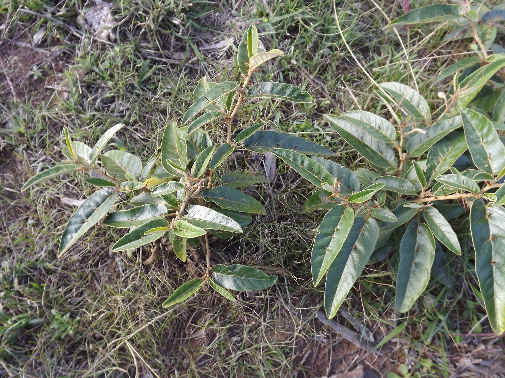 Solanum tetrathecum habit