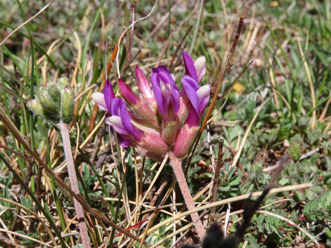 Astragalus vesicarius flower