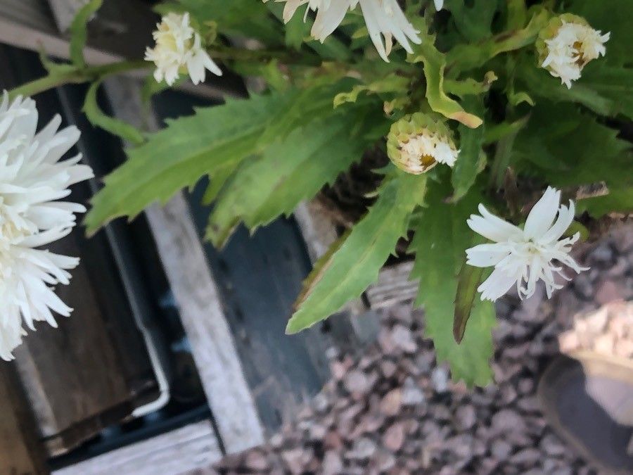 Leucanthemum × superbum