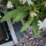 Leucanthemum × superbum