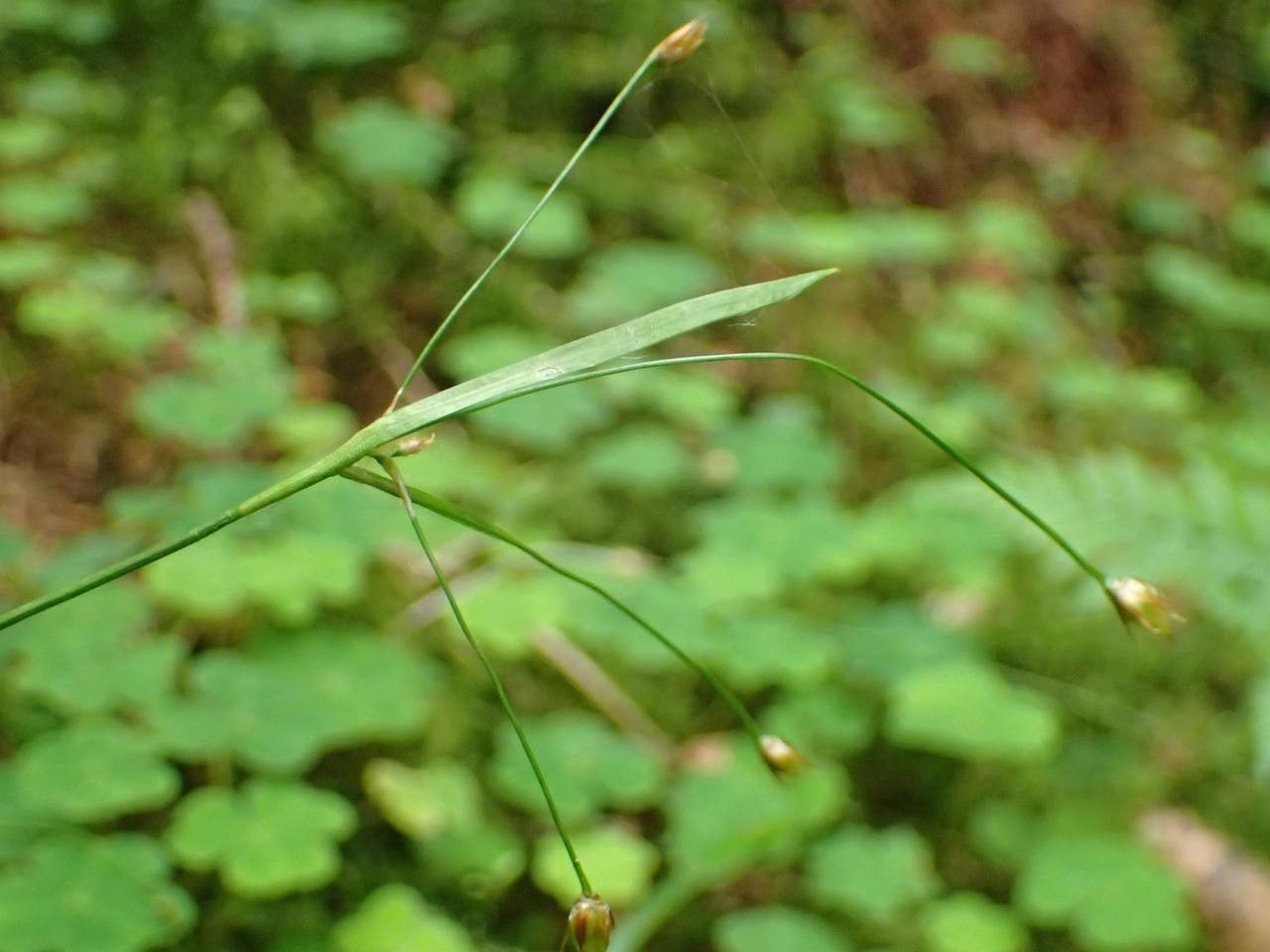 Luzula luzulina habit