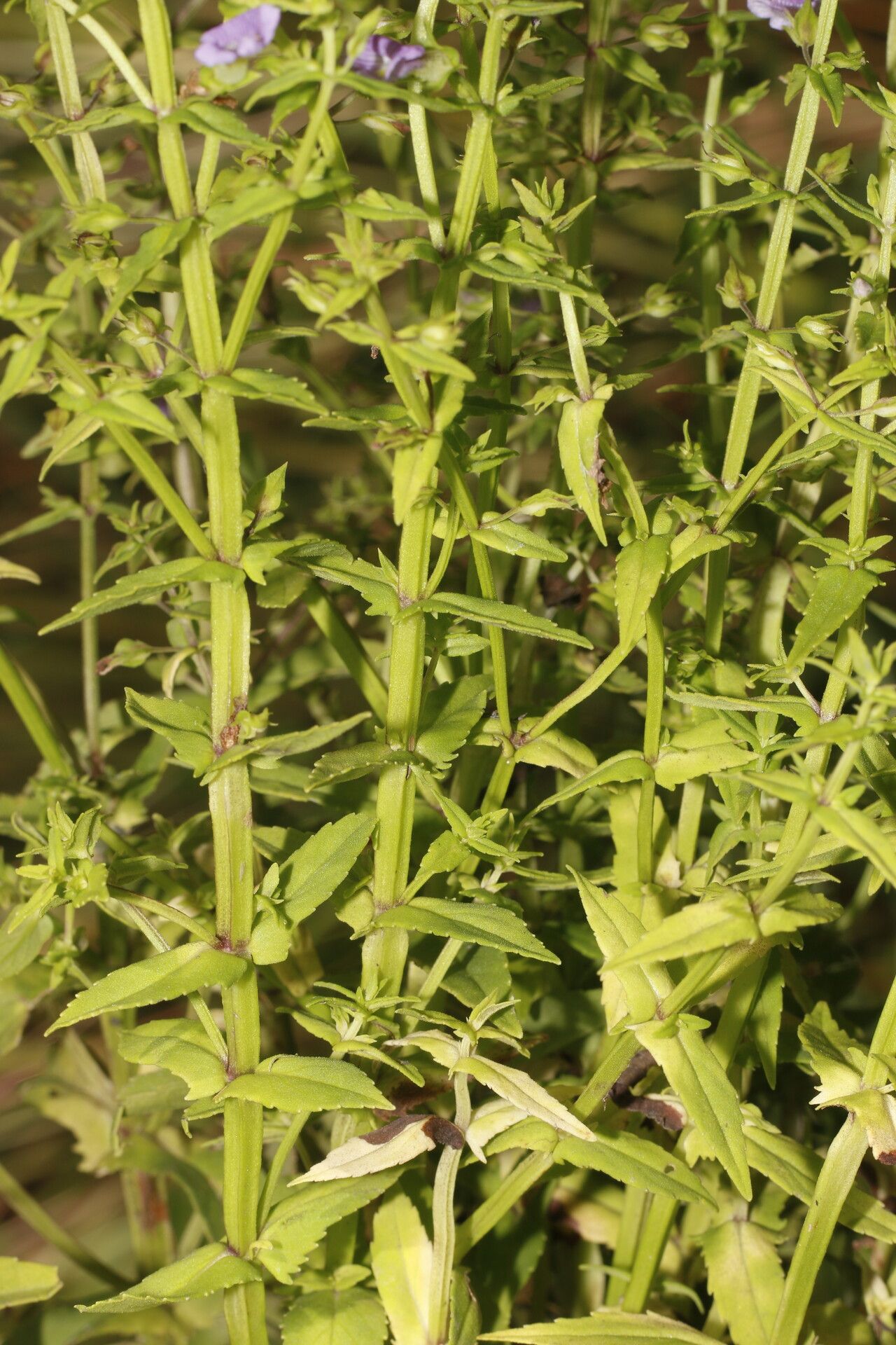 Bacopa laxiflora — houseplant care guide