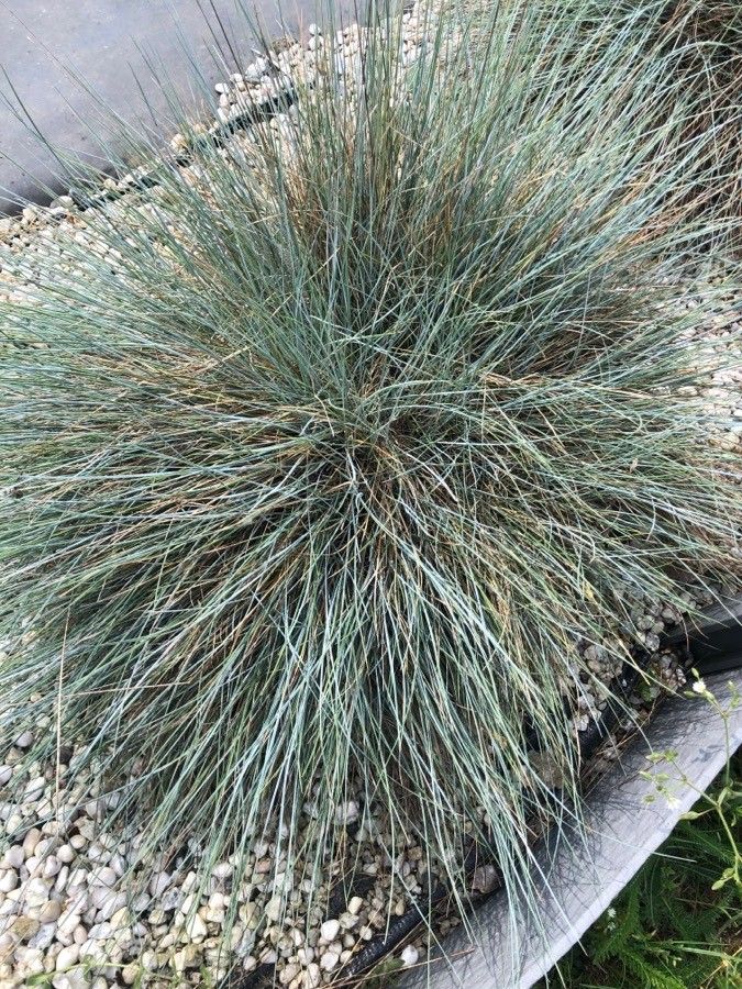 Festuca valesiaca leaf