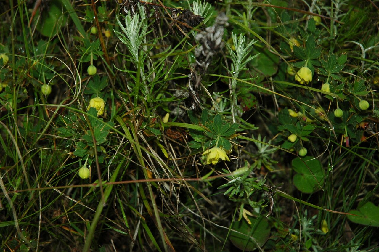 Berberis kumaonensis habit