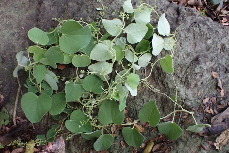 Cissampelos mucronata leaf