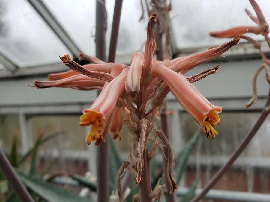 Aloe greatheadii flower