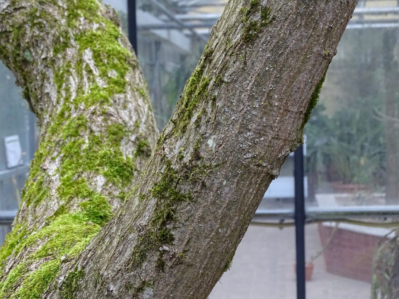 Carpinus shensiensis bark