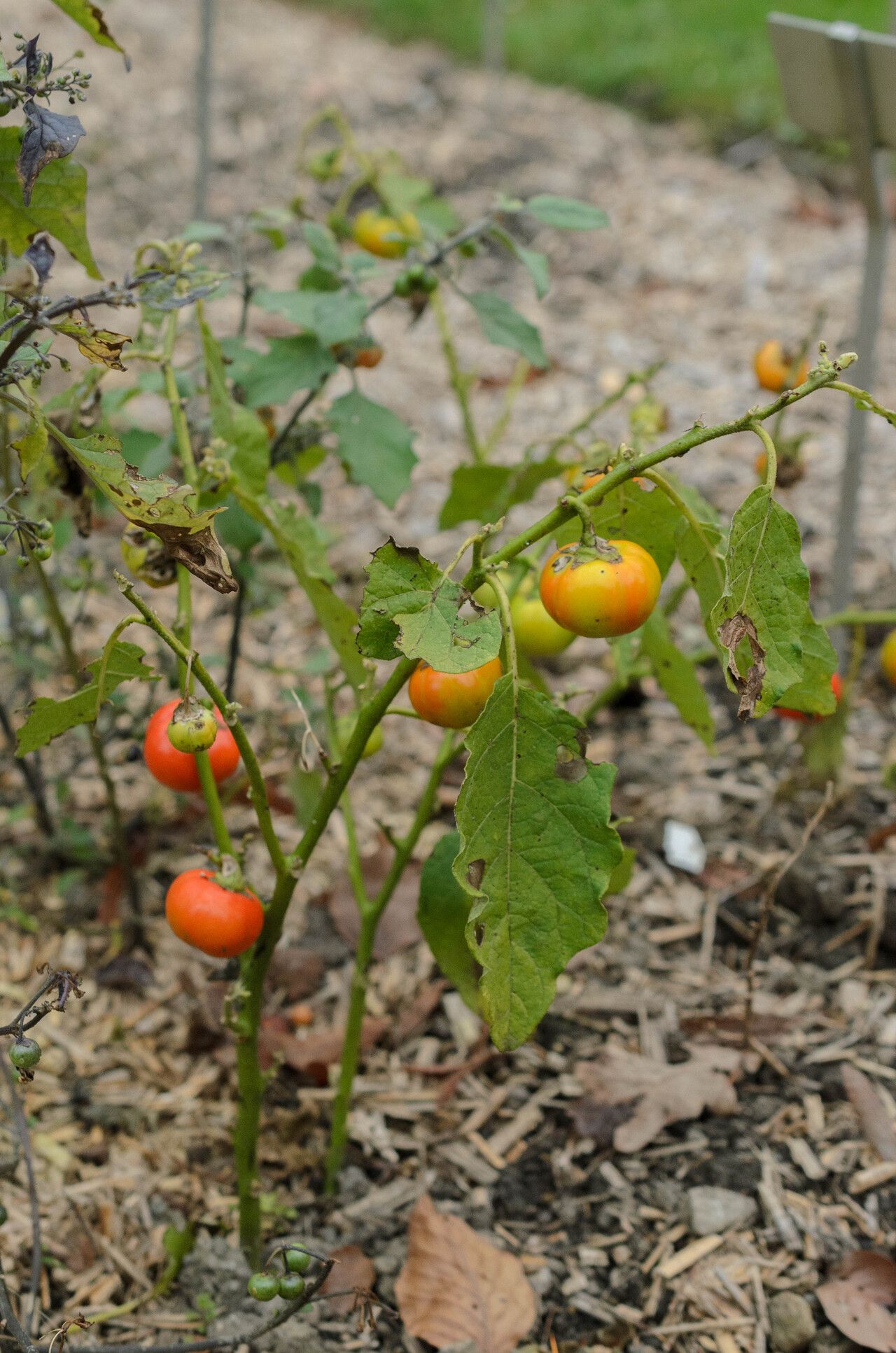 Solanum viride — houseplant care guide