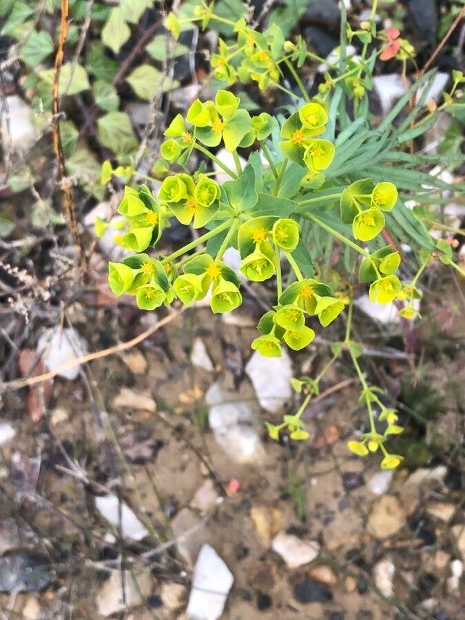 Euphorbia segetalis flower