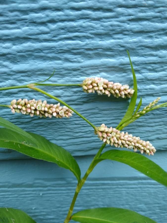 Polygonum lapathifolium fruit