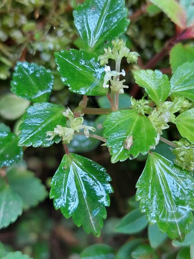 Pilea auriculata — search result for 'Pilea'