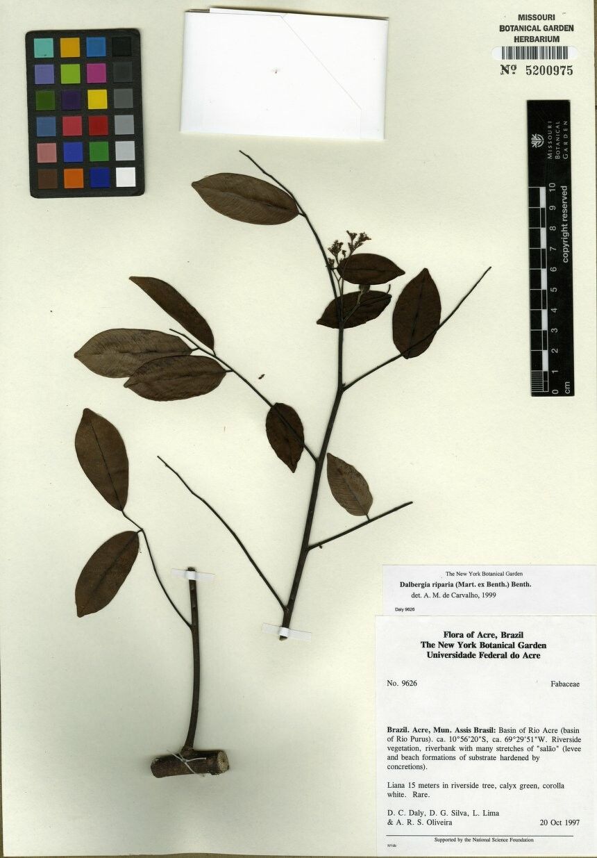 Dalbergia riparia — houseplant care guide