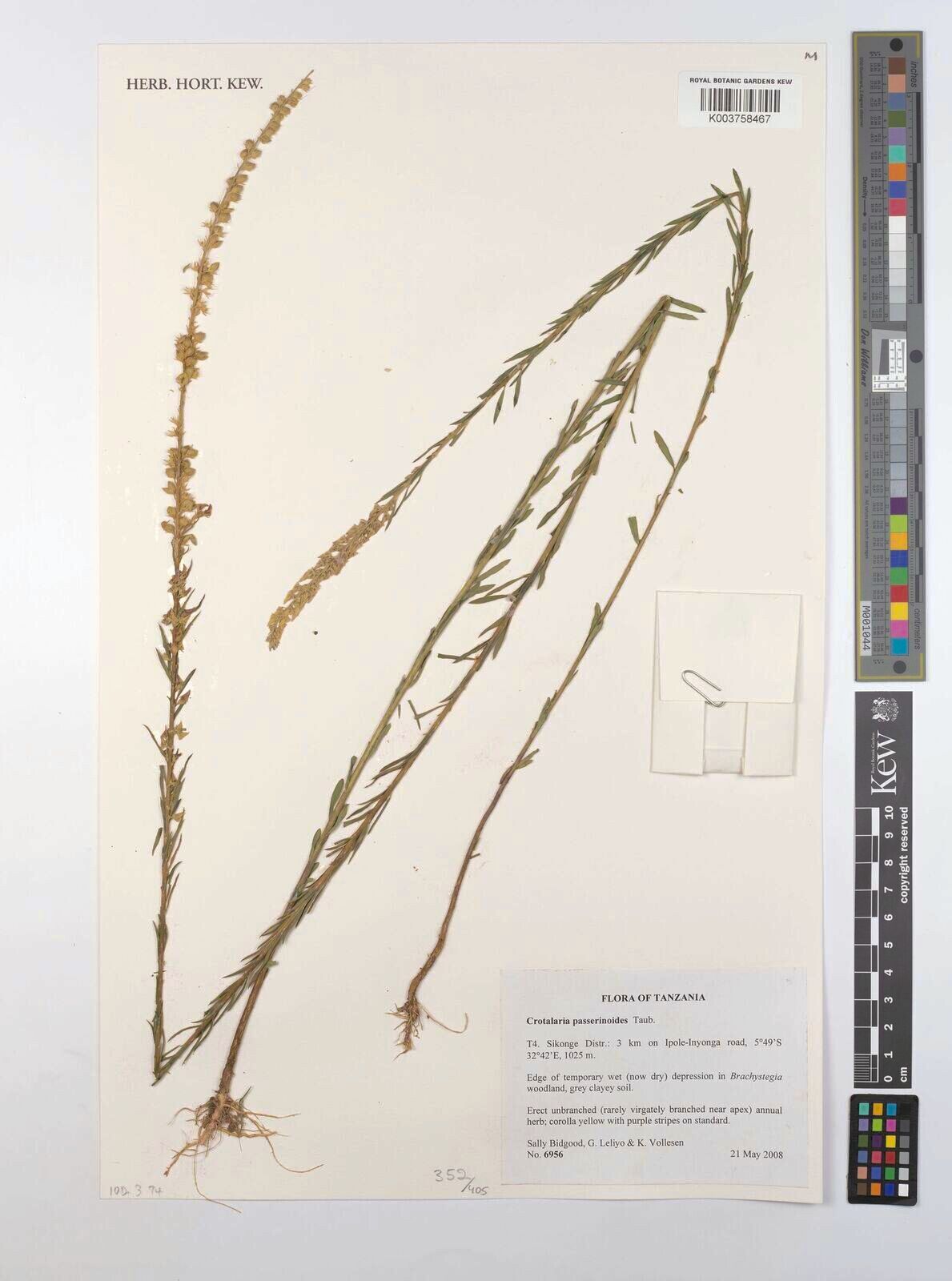 Crotalaria passerinoides — houseplant care guide