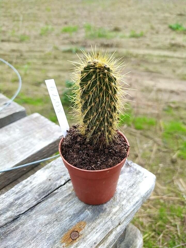 Opuntia galapageia leaf