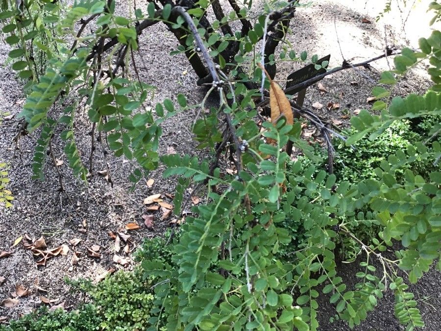 Sophora davidii — search result for 'Sophora'