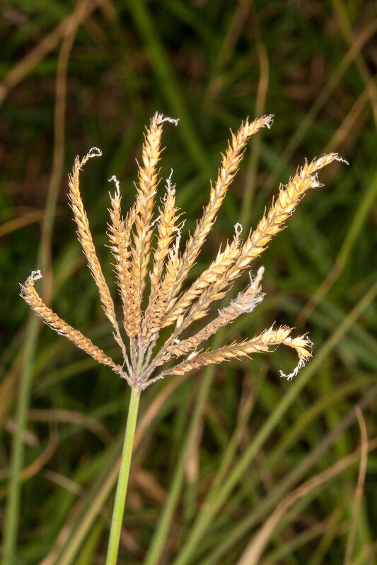 Chloris gayana fruit