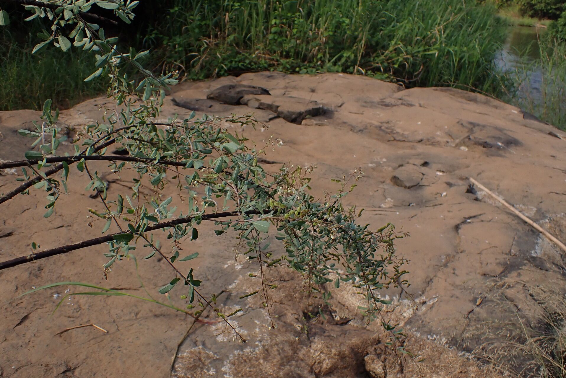 Desmodium ramosissimum habit