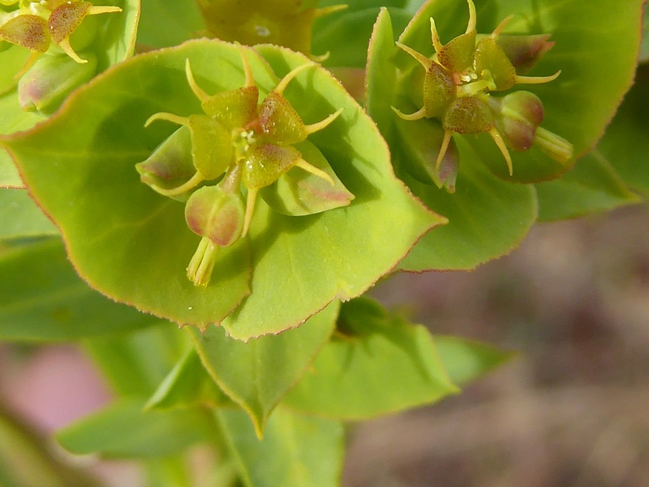 Euphorbia terracina flower