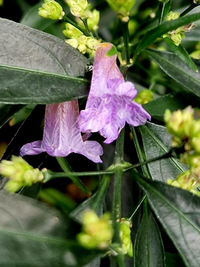 Strobilanthes anisophylla flower