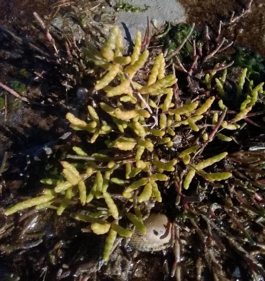 Salicornia europaea leaf