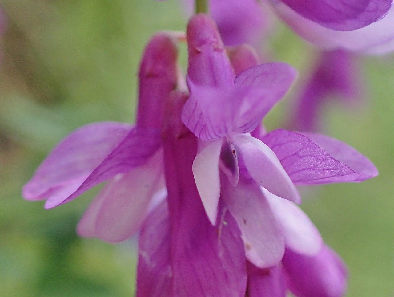 Vicia tenuifolia flower