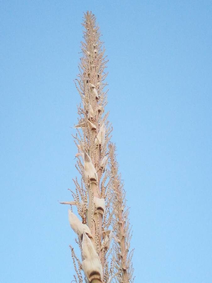 Dasylirion leiophyllum flower