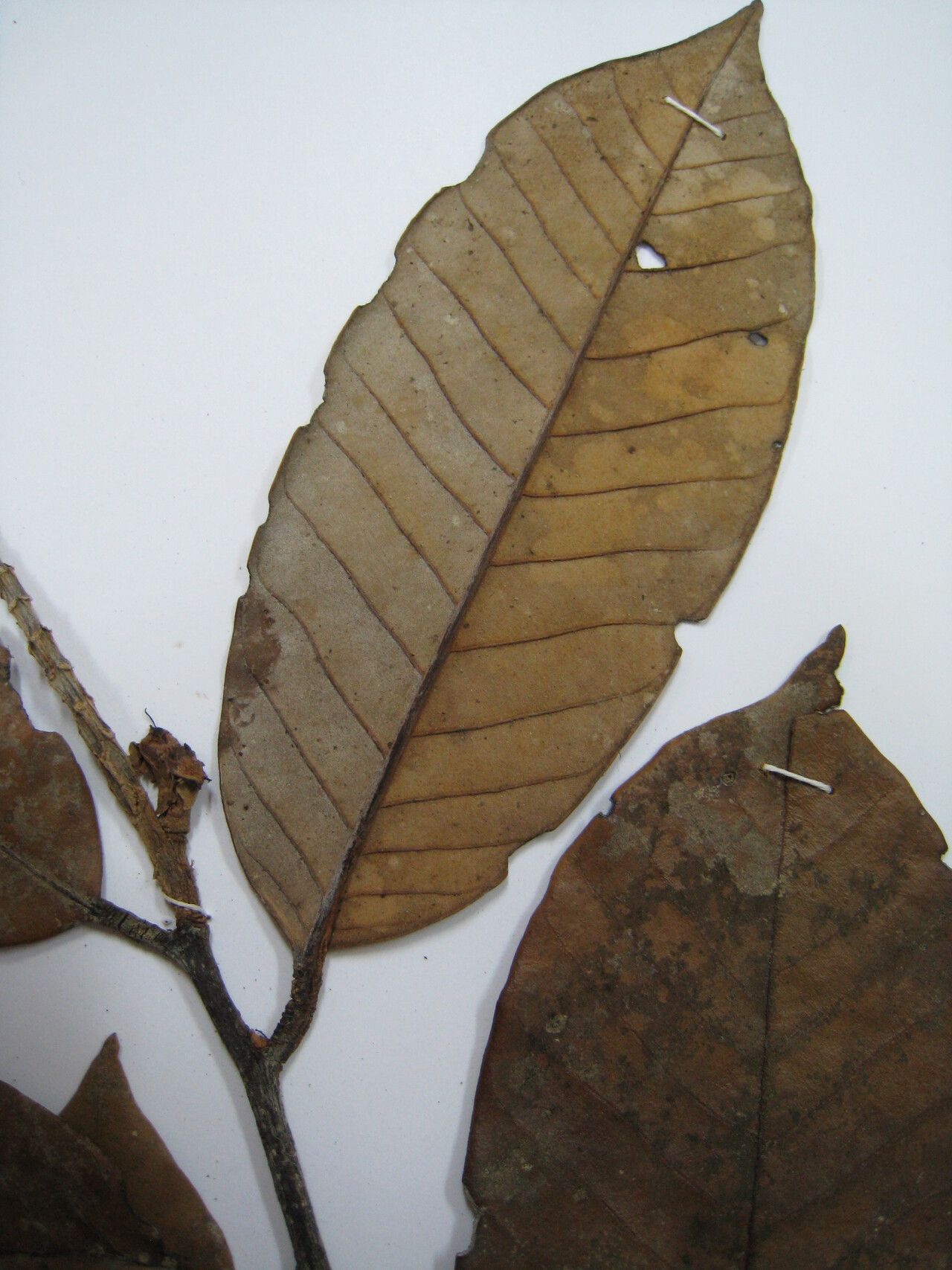 Couepia habrantha other