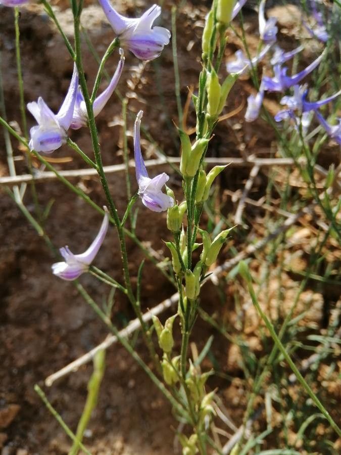 Delphinium gracile fruit