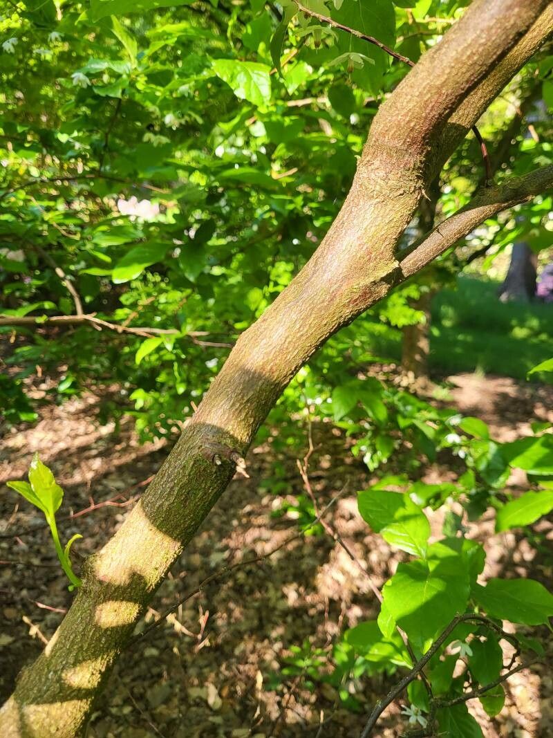 Sinojackia rehderiana bark