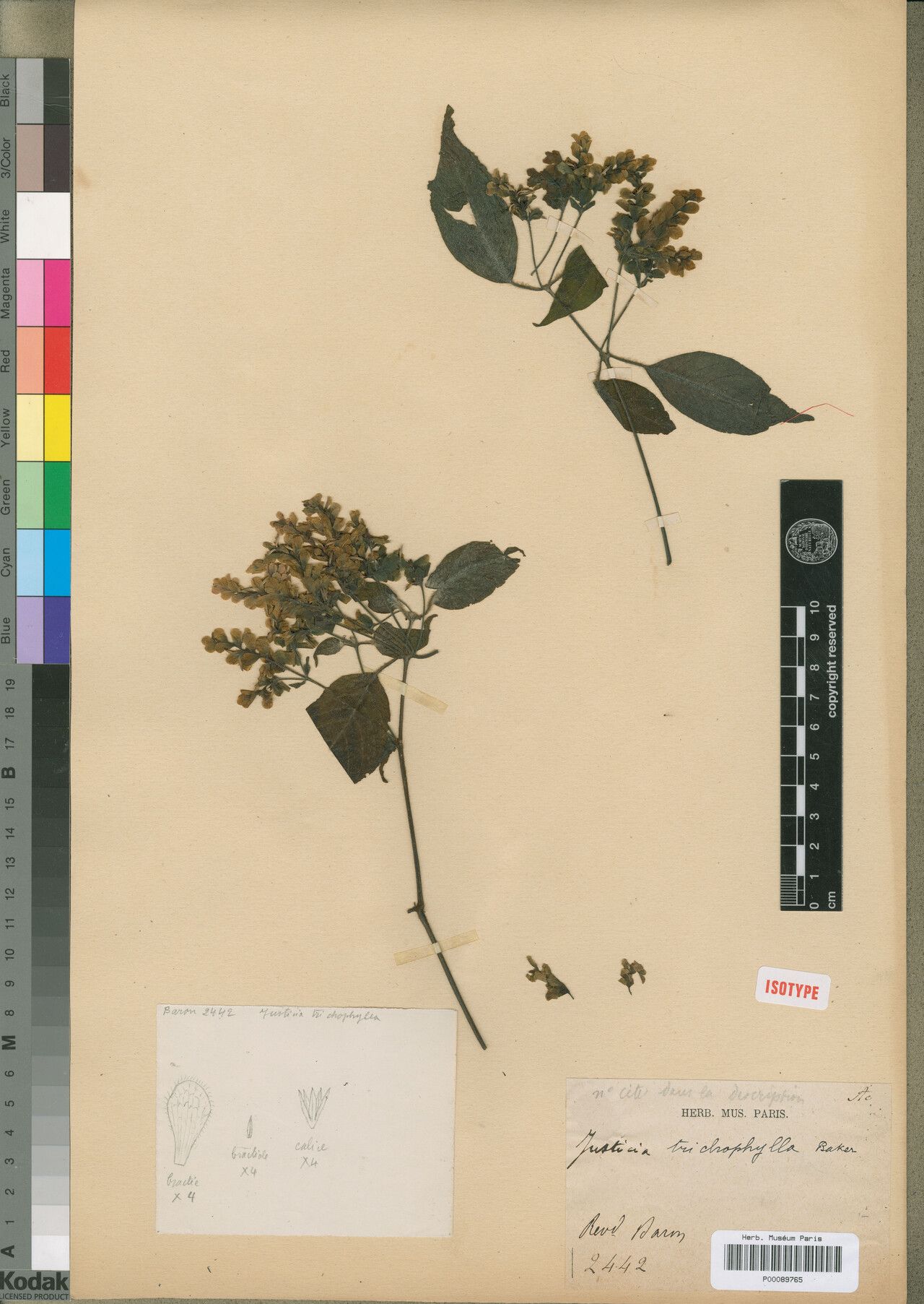 Justicia trichophylla — houseplant care guide