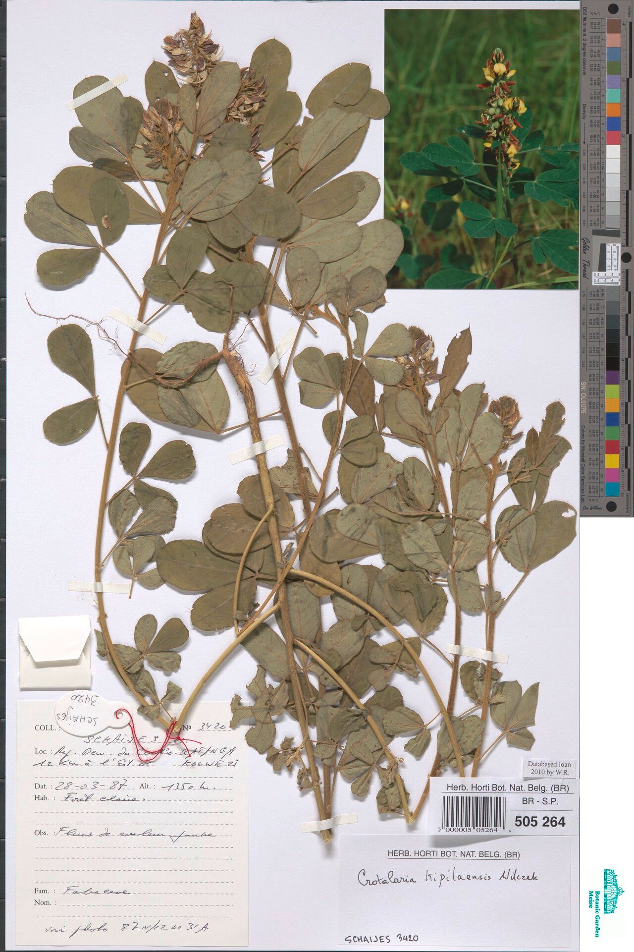 Crotalaria kipilaensis — houseplant care guide